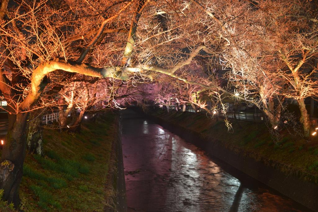 桜ライトアップ