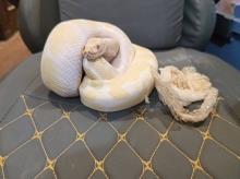 ヘビ