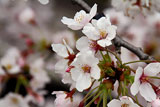 桜20100405