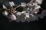 桜20110404