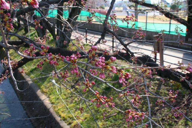 桜20120402
