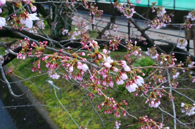 桜20120404