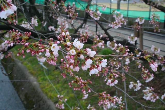 桜20120405