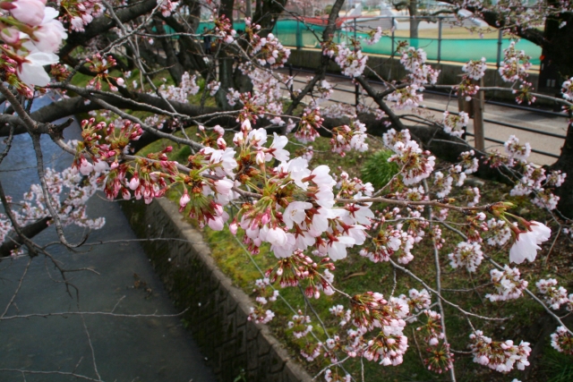 桜20120406