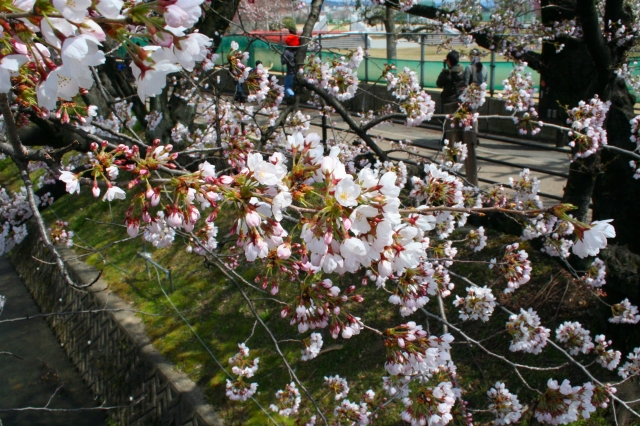 桜20120407