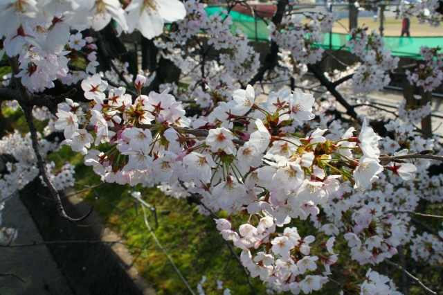 桜20120410