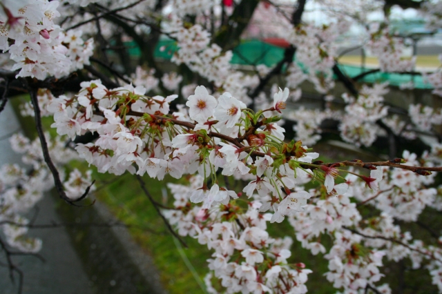 桜20120411