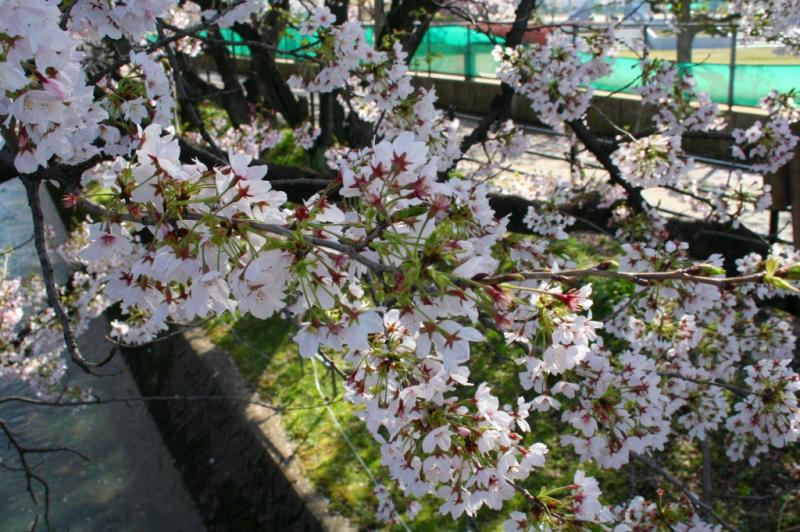 桜20120412
