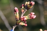 桜の写真