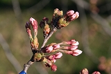 桜写真