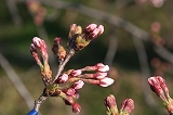 桜写真