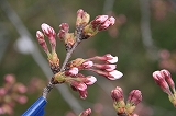 桜写真