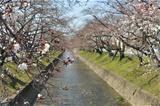 桜の花