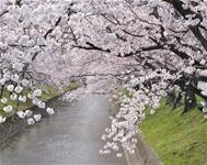 桜の花