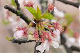 桜の花