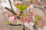 桜の花