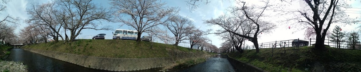 桜の花