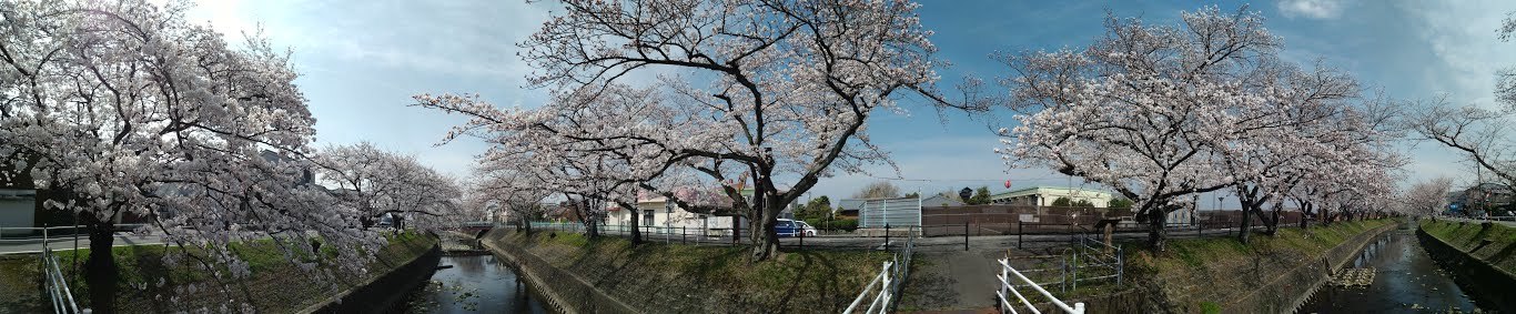 桜の花