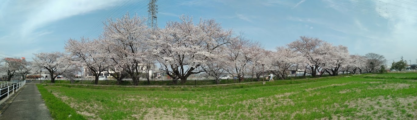 桜の花