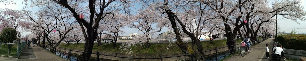 桜の花