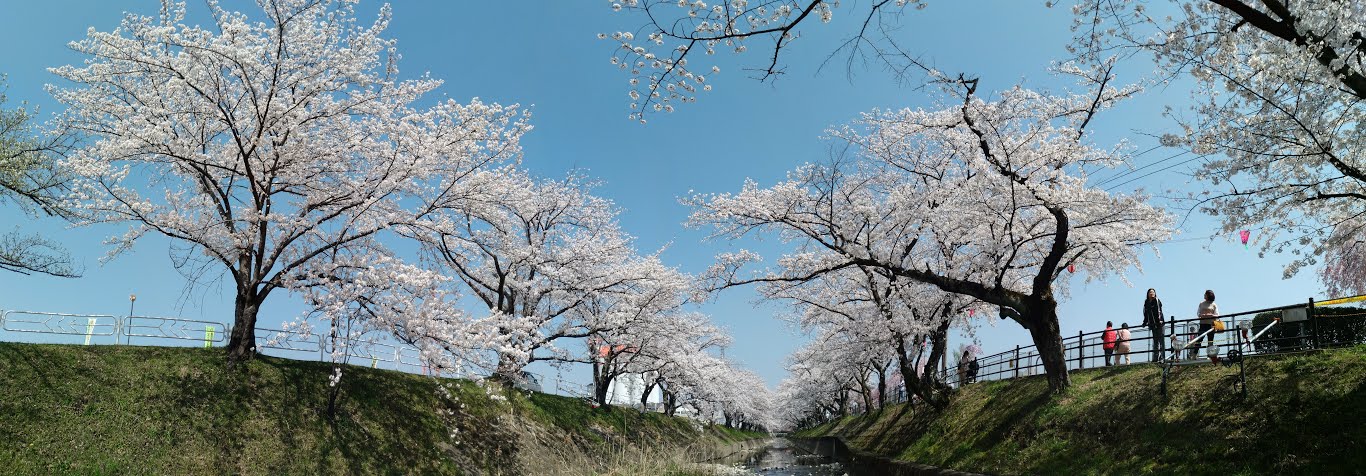 桜の花