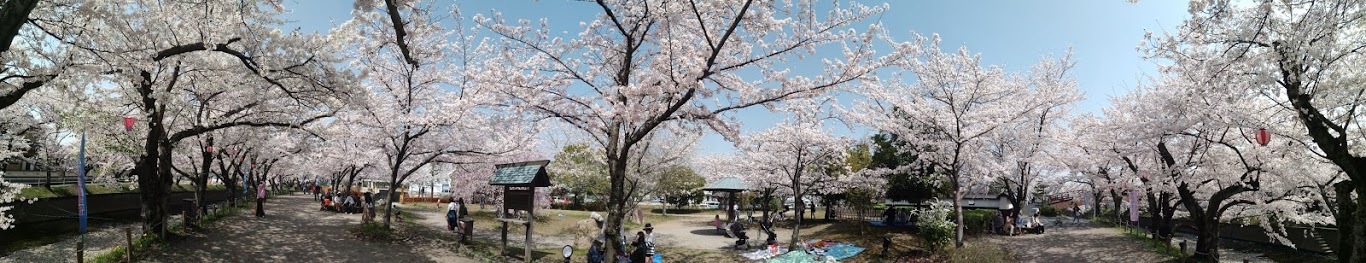 桜の花