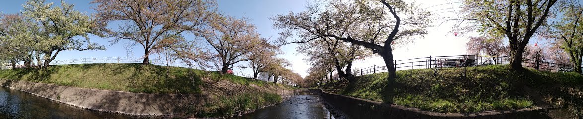 桜の花