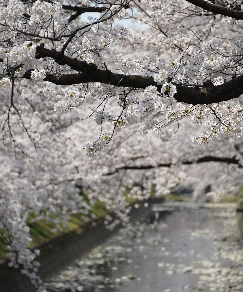 桜の花