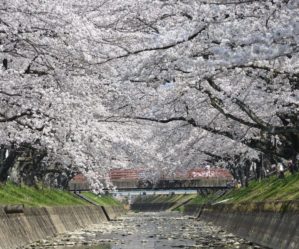 桜の花