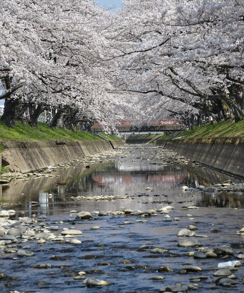 桜の花