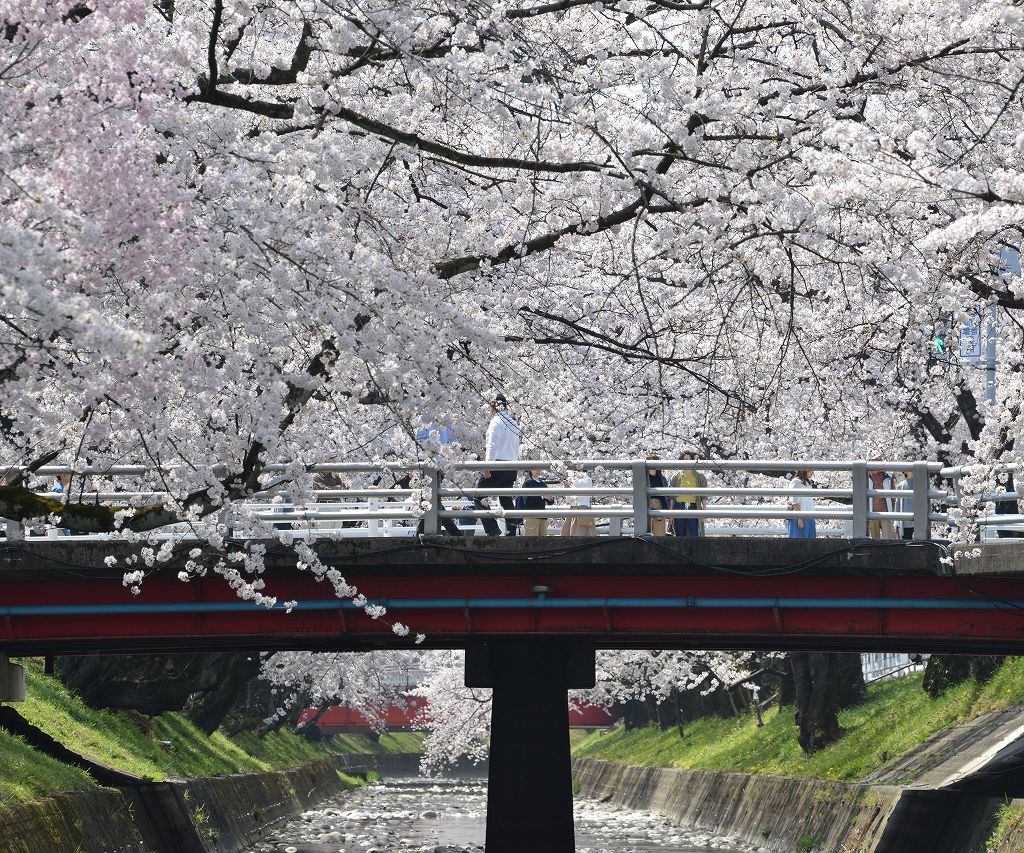 桜の花