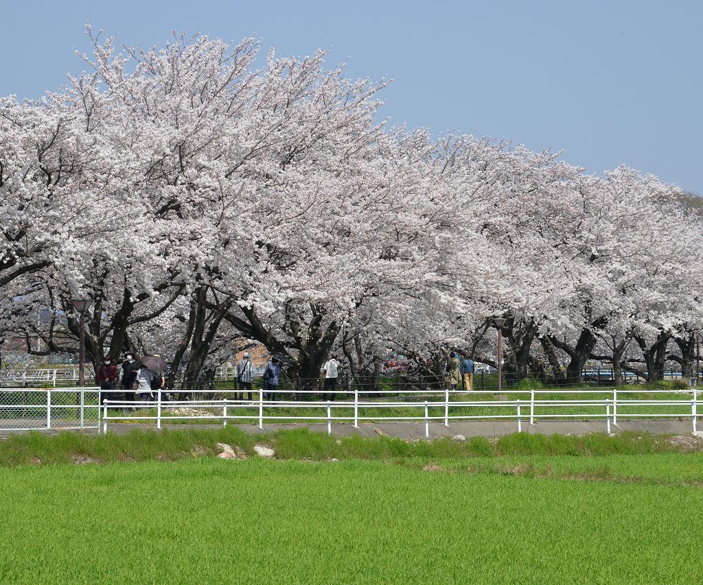 桜の花