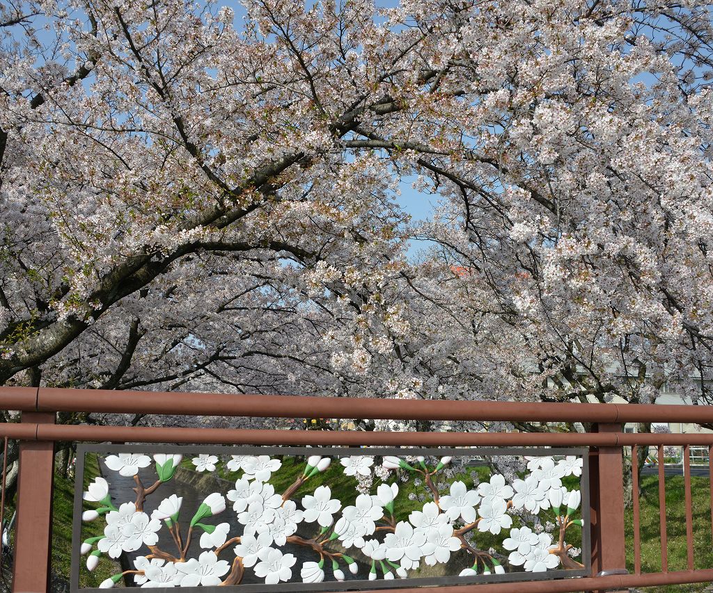 桜の花