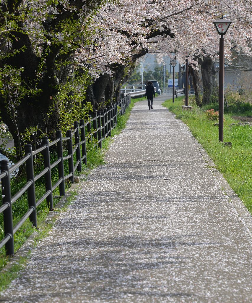 桜の花