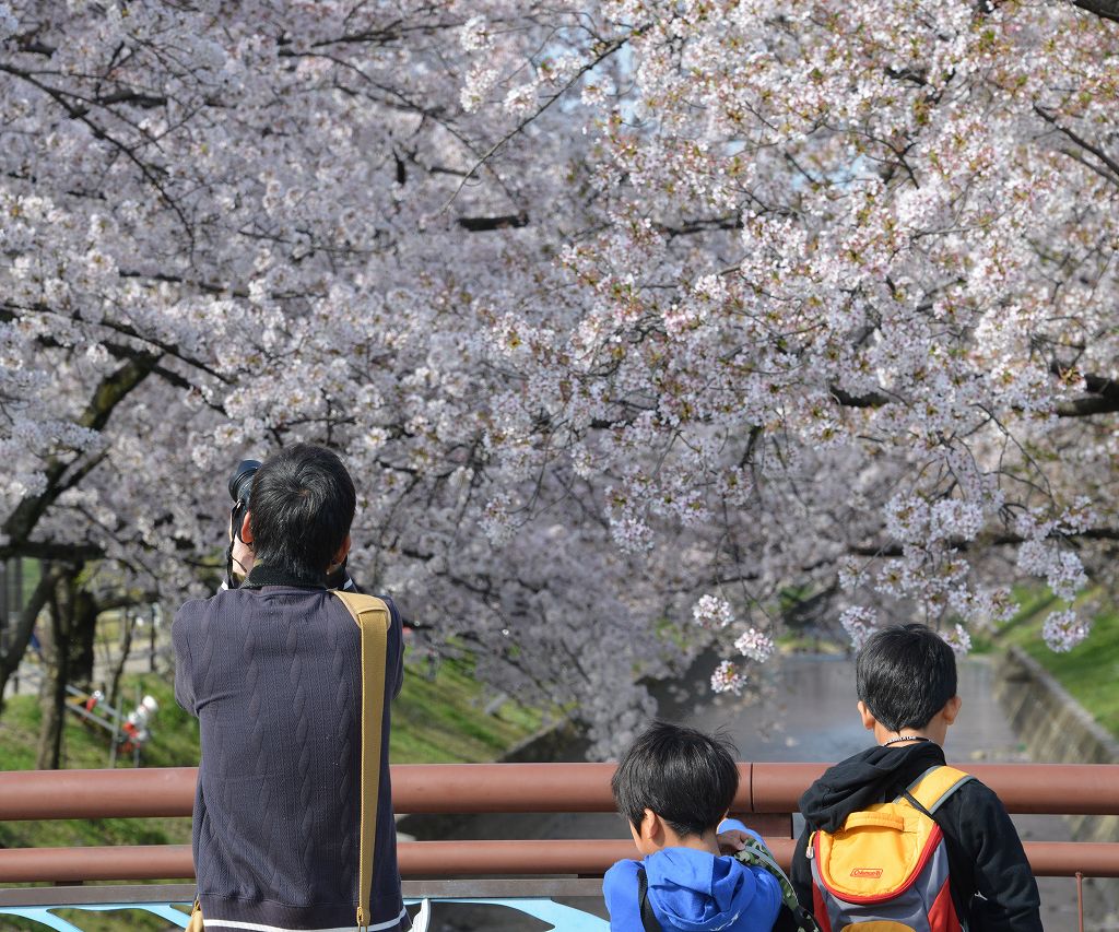 桜の花