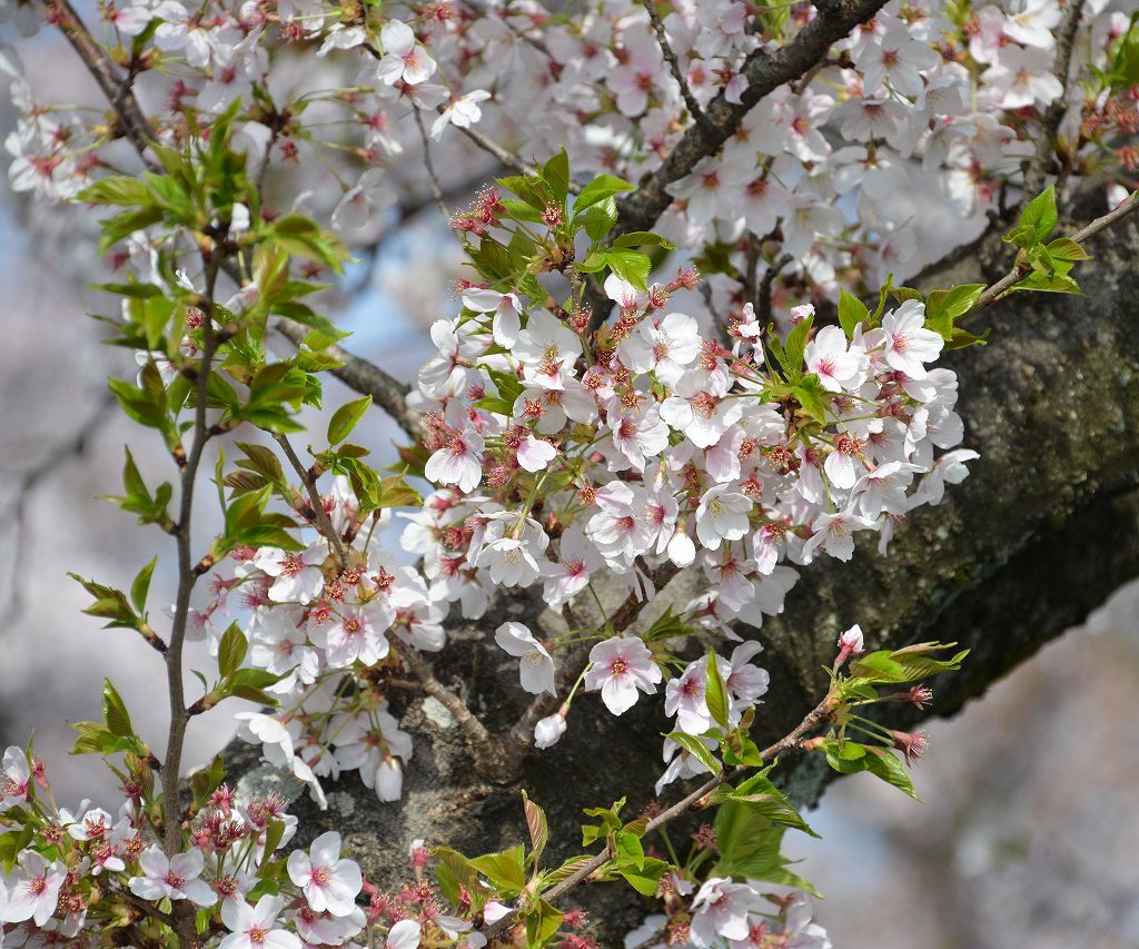 桜の花