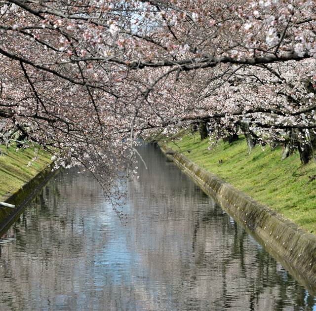 桜の花