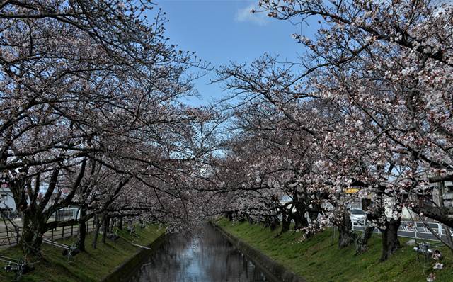 桜の花