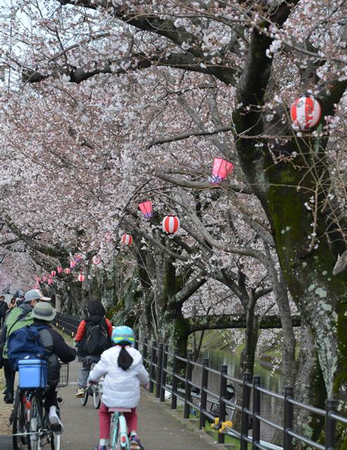 桜の花