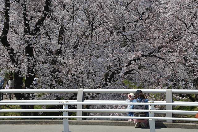 桜の花