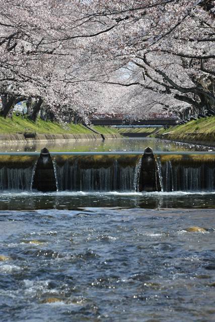 桜の花