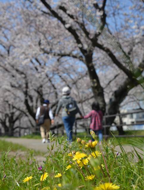 桜の花