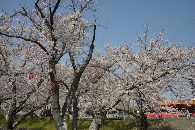 桜の花