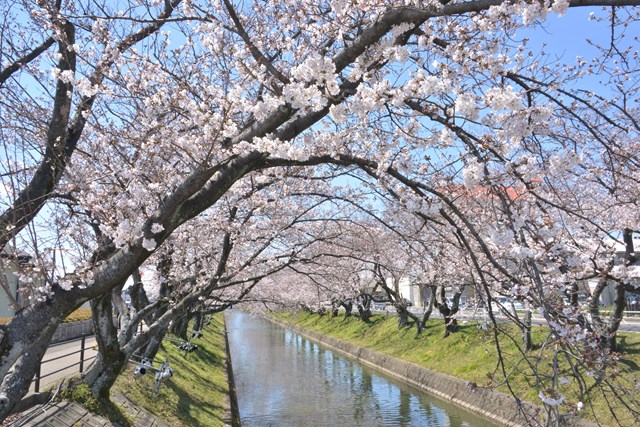 五条川桜4月1日