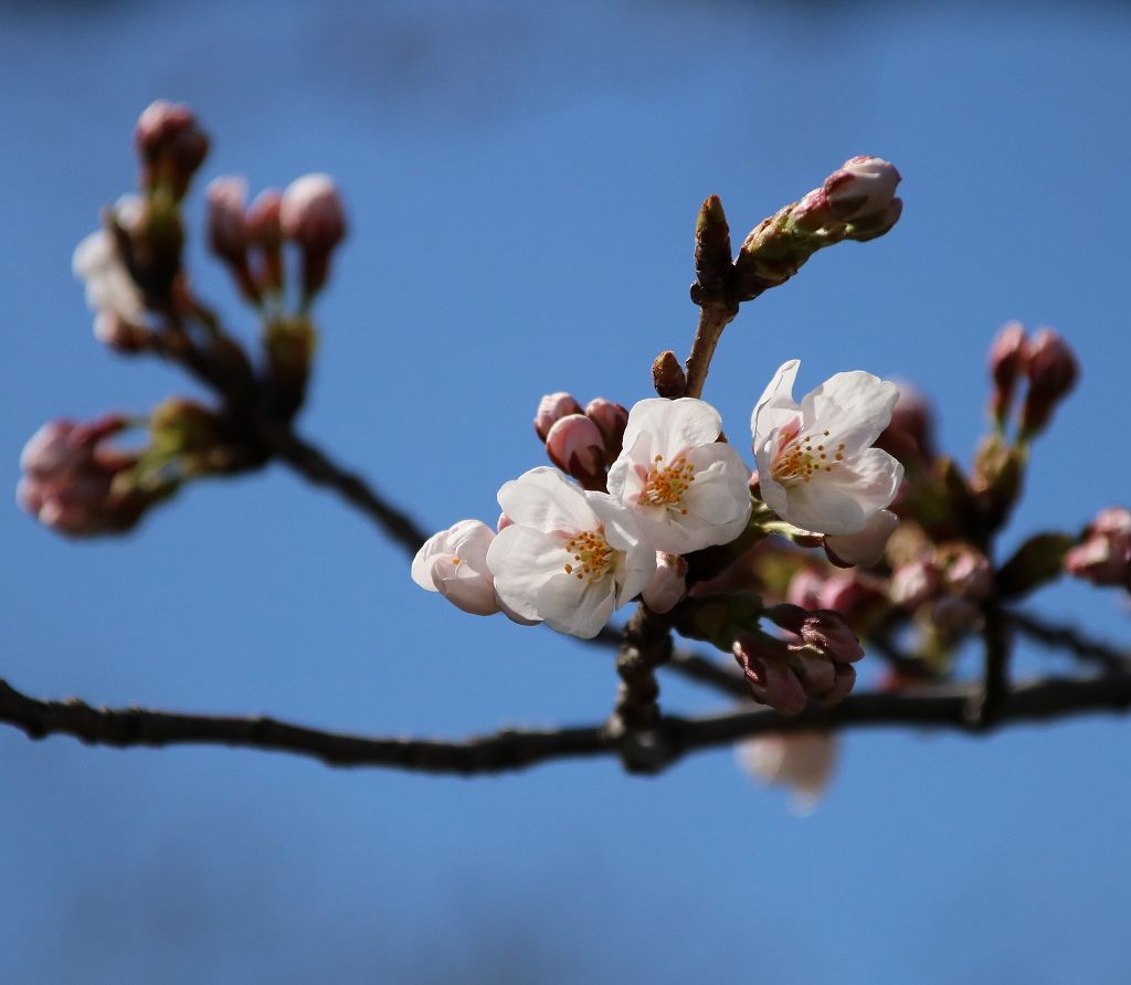 桜の花