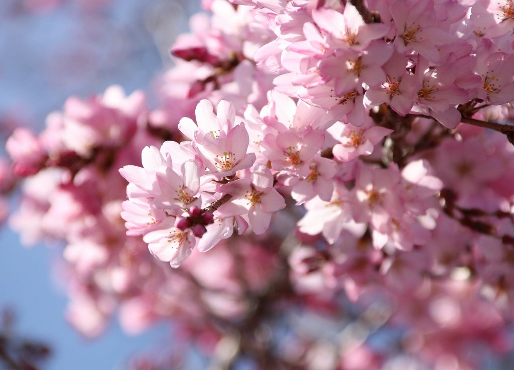 桜の花