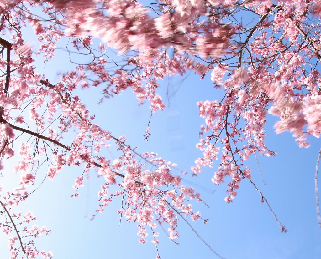 桜の花