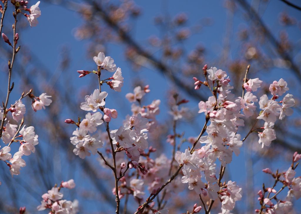 桜の花