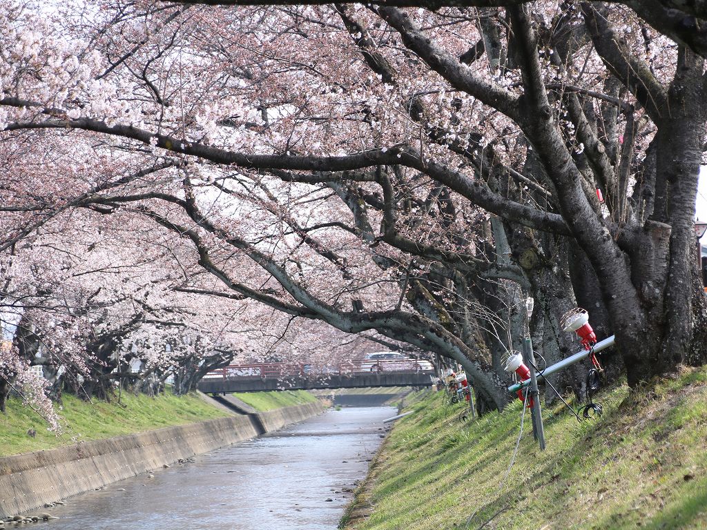 桜の花