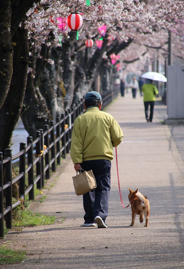 桜の花